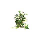 Mimoza Alacalı Orman Kaya Sarmaşığı (Hedera Helix) Fidanı 10-20 cm