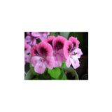 Mimoza Alacalı Pembe Sakız Sardunya Fidanı 10-20 Cm