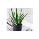 Mimoza Alovera Çiçeği Fidanı Saksılı 10-20 Cm