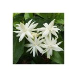 Mimoza Arap Yasemini Fidanı (Jasminum Sambac) 10-20 cm