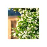 Mimoza Arap Yasemini Sarmaşığı Fidanı Rhyncospermum Jasminoides 20-30 Cm