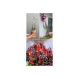 Mimoza Aşkın Gözyaşı Çiçeği Fidanı 10-20 cm