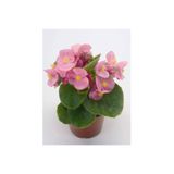 Mimoza Begonya Çiçeği Fidesi 10-20 cm Pembe Renk