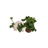 Mimoza Beyaz Sardunya Çiçeği Fidanı 10-15 cm