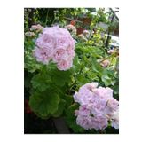 Mimoza Bitki Market Biorganix Saksılı Lila Sardunya Çiçeği 15-25 Cm Potted Lilac Geranium Flower