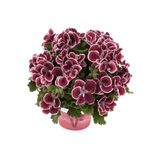 Mimoza Bitki Market Bordo Ceylan Gözü Sardunya Çiçeği Fidanı 10-20 Cm