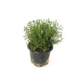 Mimoza Bitki Market Keskin Kokulu Kekik Fidanı 15-25 Cm Büyük Boy Potted Thyme Sapling