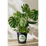 Mimoza Bitki Market Monstera Deliciosa Deve Tabanı Salon Ofis Bitkisi 20-40 cm