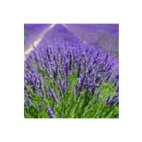 Mimoza Bitki Market Tıbbi Aromatik Lavanta Fidanı Fidesi 10-20 Cm