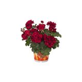 Mimoza Bordo Sakız Sardunya Çiçeği Fidanı 10-20 Cm