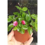 Mimoza Buz Çiçeği Fidesi Yaz Kis Acabilen Çicek 10-20 Cm