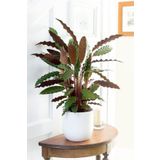 Mimoza Calathea Rufibarba Wavestar - Kalatya Dua Çiçeği Canlı Salon Bitkisi 20 - 40 Cm