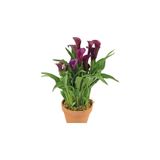 Mimoza (Calla Lily) Bordo Gala Gelin Çiçeği 10-20 cm
