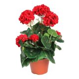 Mimoza Canlı Saksılı Sardunya Çiçek Fidanı Kırmızı 10-20 Cm
