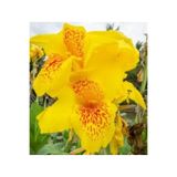 Mimoza Canna Indica Yellow Sarı Tesbih Çiçeği Saksıda 10-20 cm