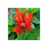 Mimoza Canna Kana Çiçeği Tesbih Çiçeği 10-20 cm
