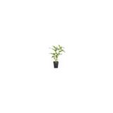 Mimoza Cestrum Nocturnum Kokulu Melisa Çiçeği (Kolonya Çiçeği) 15-25 cm