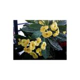 Mimoza Dikenler Tacı Çiçeği Fidanı 10-20 cm Sarı