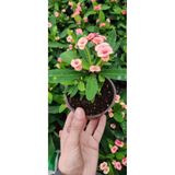 Mimoza Dikenler Tacı Çiçeği Fidanı 10-20 cm