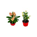 Mimoza Euphorbia Milli Dikenler Tacı 2'li Set 10-20 cm