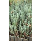 Mimoza Fıstık Çamı Fidanı 5 Adet Pinus Pinea 15-20 cm