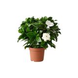 Mimoza Gardenya Jasminoides Kokulu Gardenya Ev Ve Ofis Bitkisi 10-20 Cm