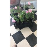 Mimoza Geleneksel Kokulu Reçellik Pembe Isparta Yağ Gülü Fidanı 15-25 Cm