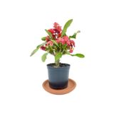 Mimoza Kırmızı Euphorbia Milii (DİKENLER TACI) 10-20 Cm