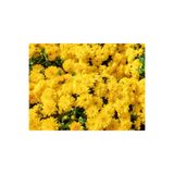 Mimoza Koyu Sarı Kasımpatı Çiçeği Fidanı Saksılı 20 cm 40 cm