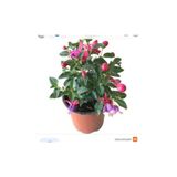 Mimoza Küpeli Çiçeği Fidesi Fidanı 10-20 cm