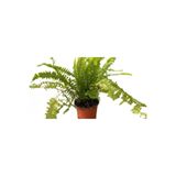 Mimoza Love Stairs Seedling Aşk Merdiveni Fidanı Fujer Nephrolepis 10-20 cm