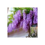 Mimoza Mor Salkım Fidanı 10-20 cm