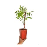 Mimoza Mor Salkım Fidanı Fidesi 10-20 cm