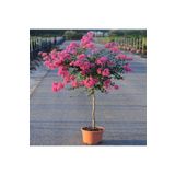 Mimoza Oya Ağacı Fidanı Pembe 40-80 Cm