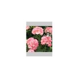 Mimoza Pembe Beyaz Sakız Sardunya Çiçeği Fidanı 10cm-30cm
