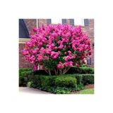 Mimoza Pembe Oya Ağacı Fidanı 50-70 cm