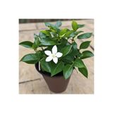 Mimoza Rhyncospermum jasminoides Star Arap Yasemini Fidanı 10-20 cm