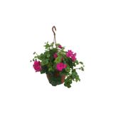 Mimoza Sakız Sardunya Çiçeği Fidanı 10-20 Cm