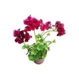 Mimoza Sakız Sardunya Fidanı Kırmızı 10-20 cm