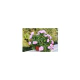 Mimoza Sakız Sardunya Fidanı Sarkıcı Bitki 10-20 cm