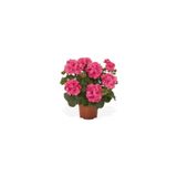Mimoza Saksılı Açık Pembe Yavruağzı Sardunya Çiçeği 10-20 Cm