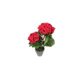 Mimoza Saksılı Kırmızı Sardunya Çiçeği 15-25 cm Potted Red Geranium Flower