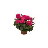 Mimoza Saksılı Sakız Sardunya Fidanı Kırmızı 10-20 cm