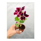Mimoza Sardunya Çiçeği Fidanı Bordo 10-20 Cm Canan Ceylan Gözü