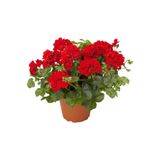 Mimoza Sardunya Çiçeği Fidanı ''Kırmızı'' 10-20 cm