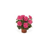 Mimoza Sardunya Çiçeği Fidanı Pembe 10-20 Cm