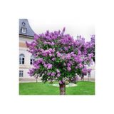 Mimoza Soğuğa Dayanıklı Leylak Fidanı 30-60 cm