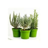 Mimoza Telgraf Çiçeği Fidanı Mor Tradescantia Purple Passion 10-20 cm