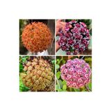 Mimoza Toz Pembe Renkli Mum Çiçeği Fidanı 10-20 cm