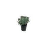 Mimoza Yoğun Kokulu (Lavandula x Intermedia), Saksıda Lavanta Fidanı